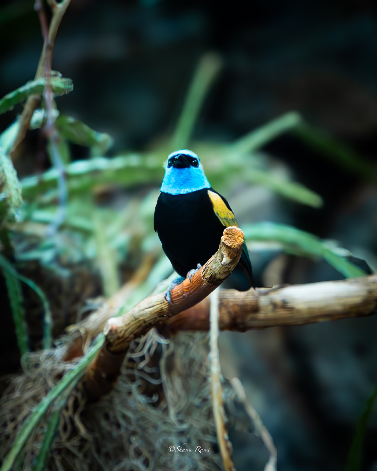 Small bird with bright blue head on a branch