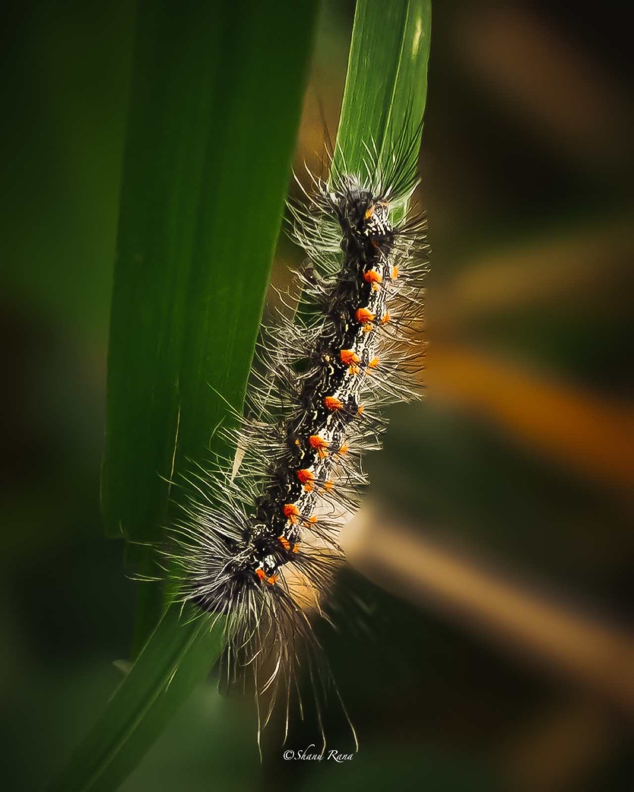 Hairy caterpillar with orange dots climbing a grass blade