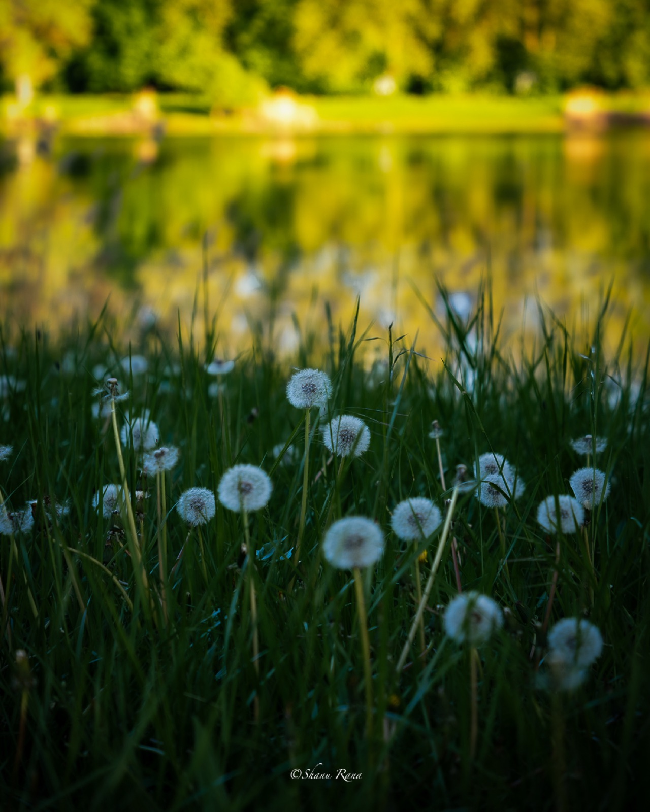 Dandelion seed heads in grass by a golden lake