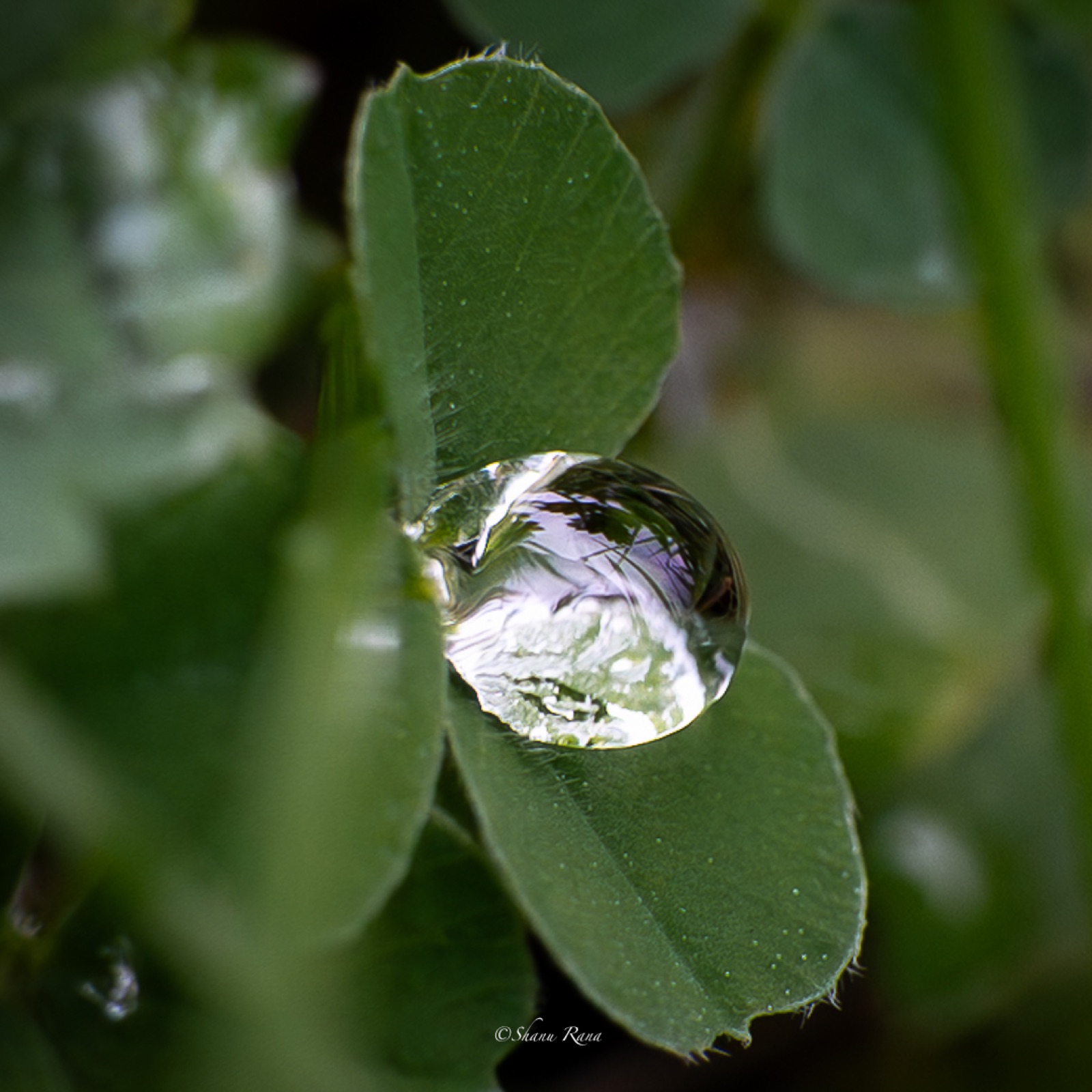 Large dewdrop resting on clover leaves