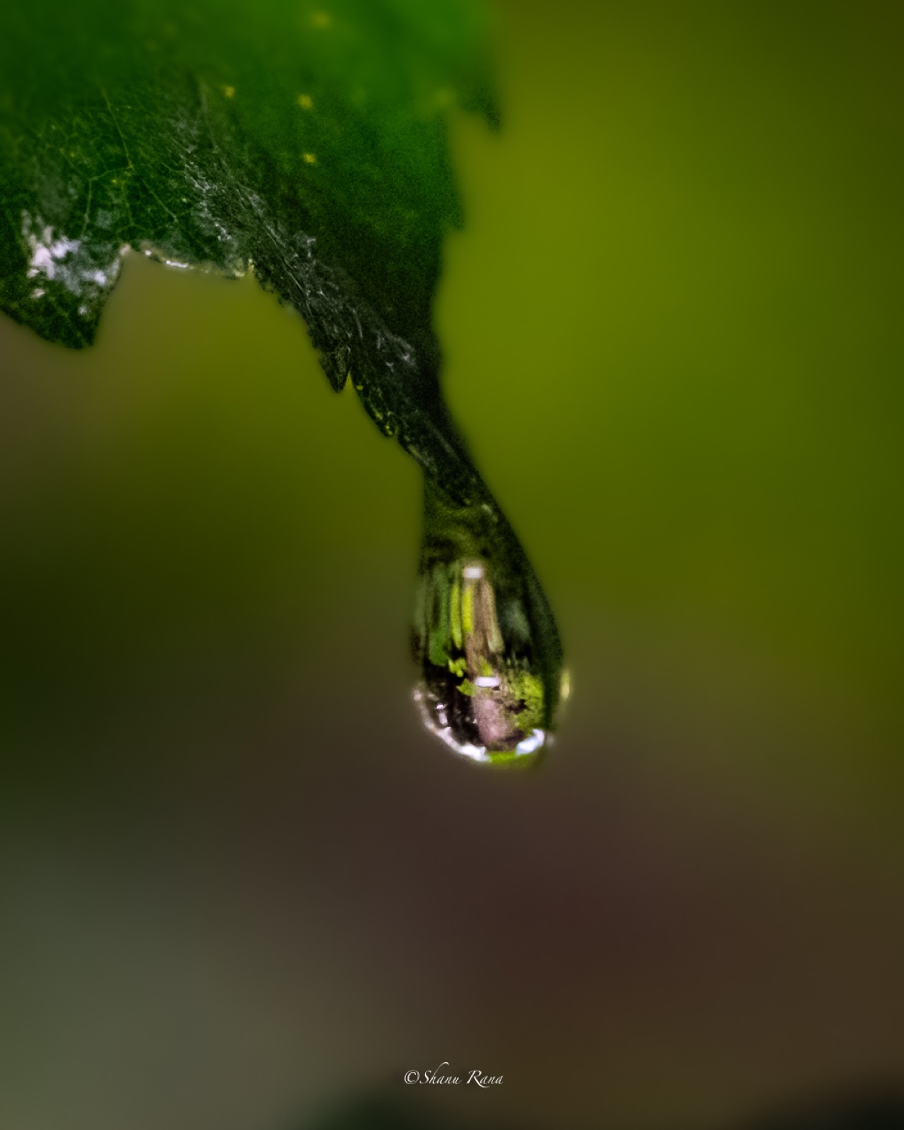 Single water drop hanging from a green leaf