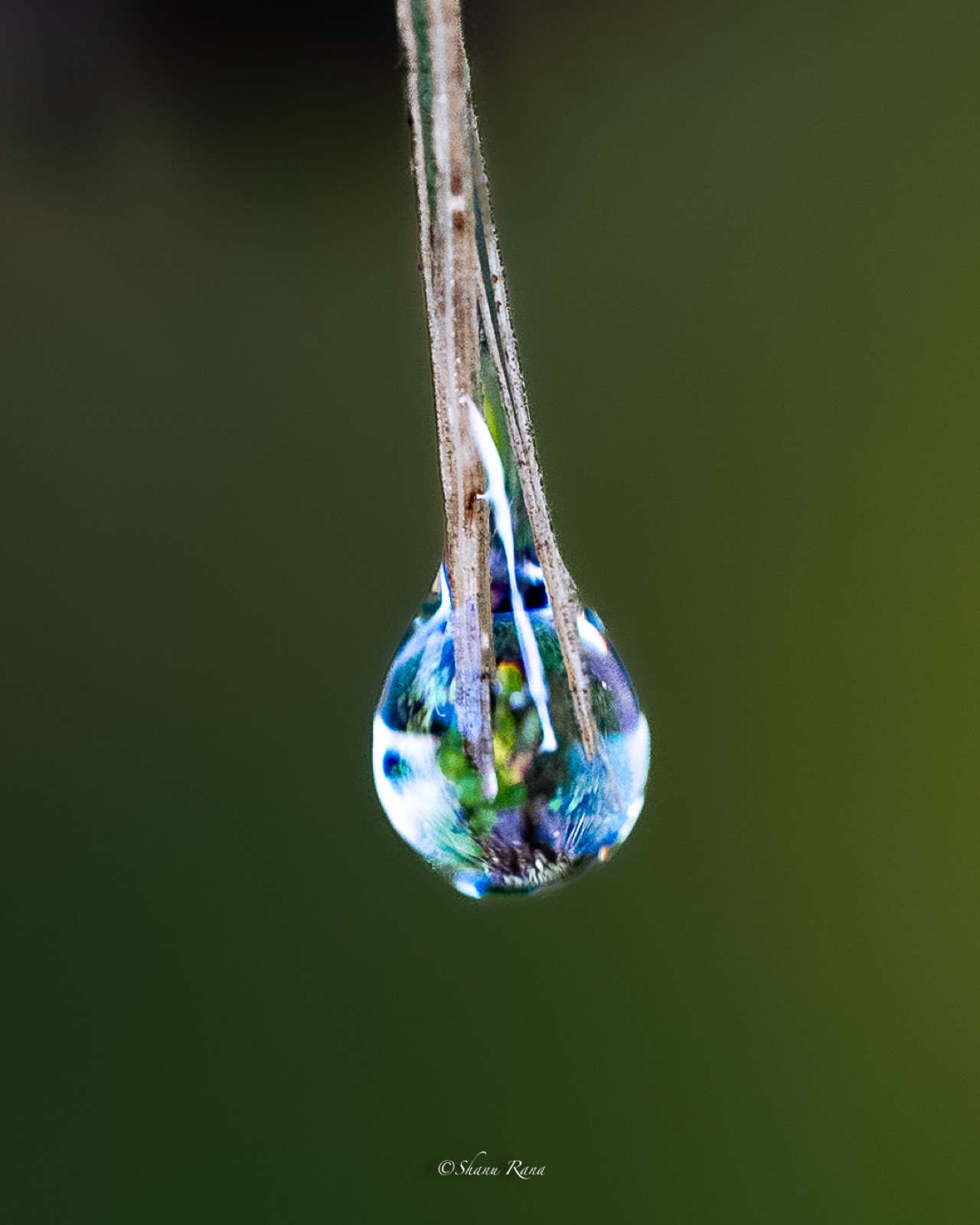 Dewdrop hanging from a grass needle like a pendant