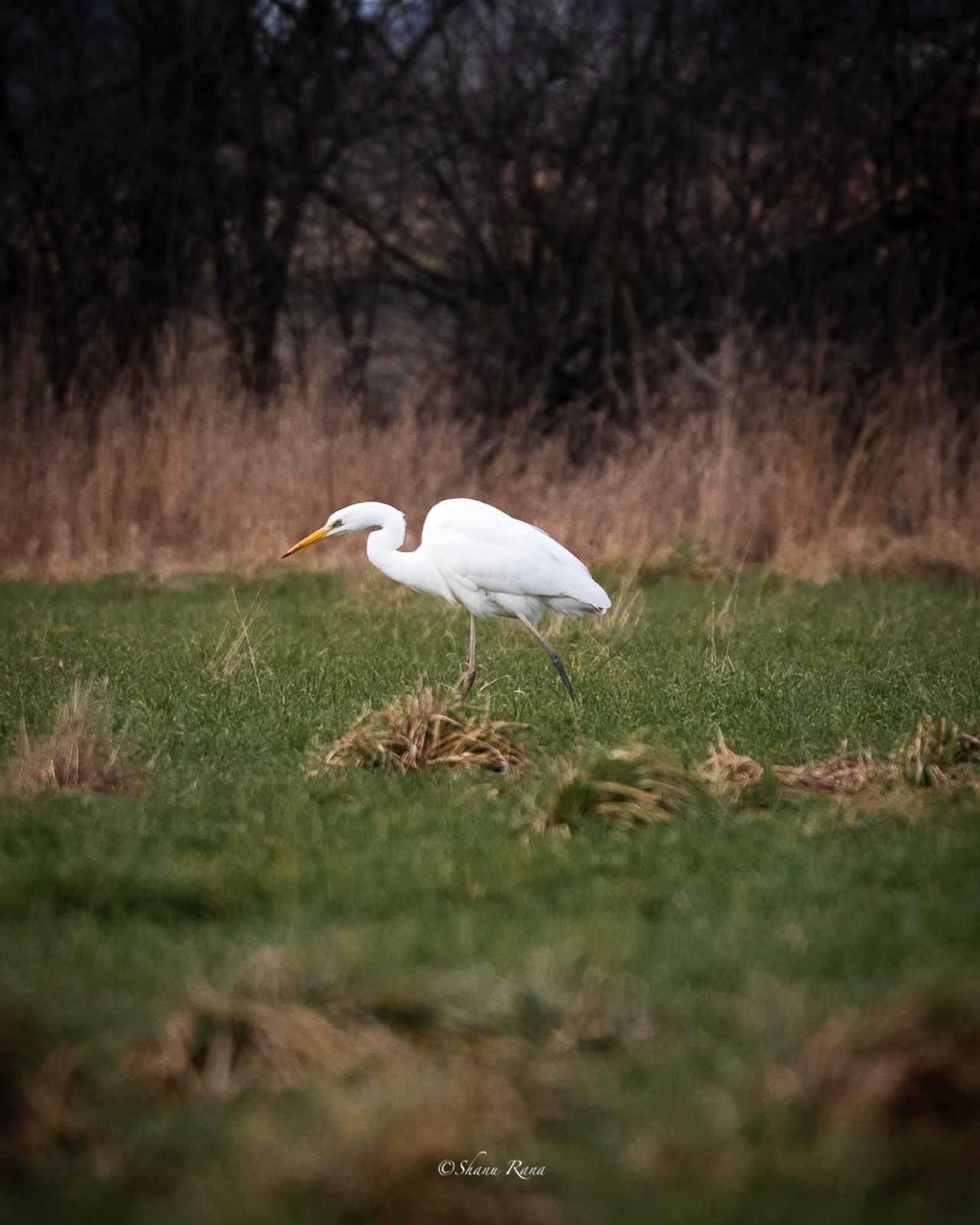 Great egret stalking through a green meadow