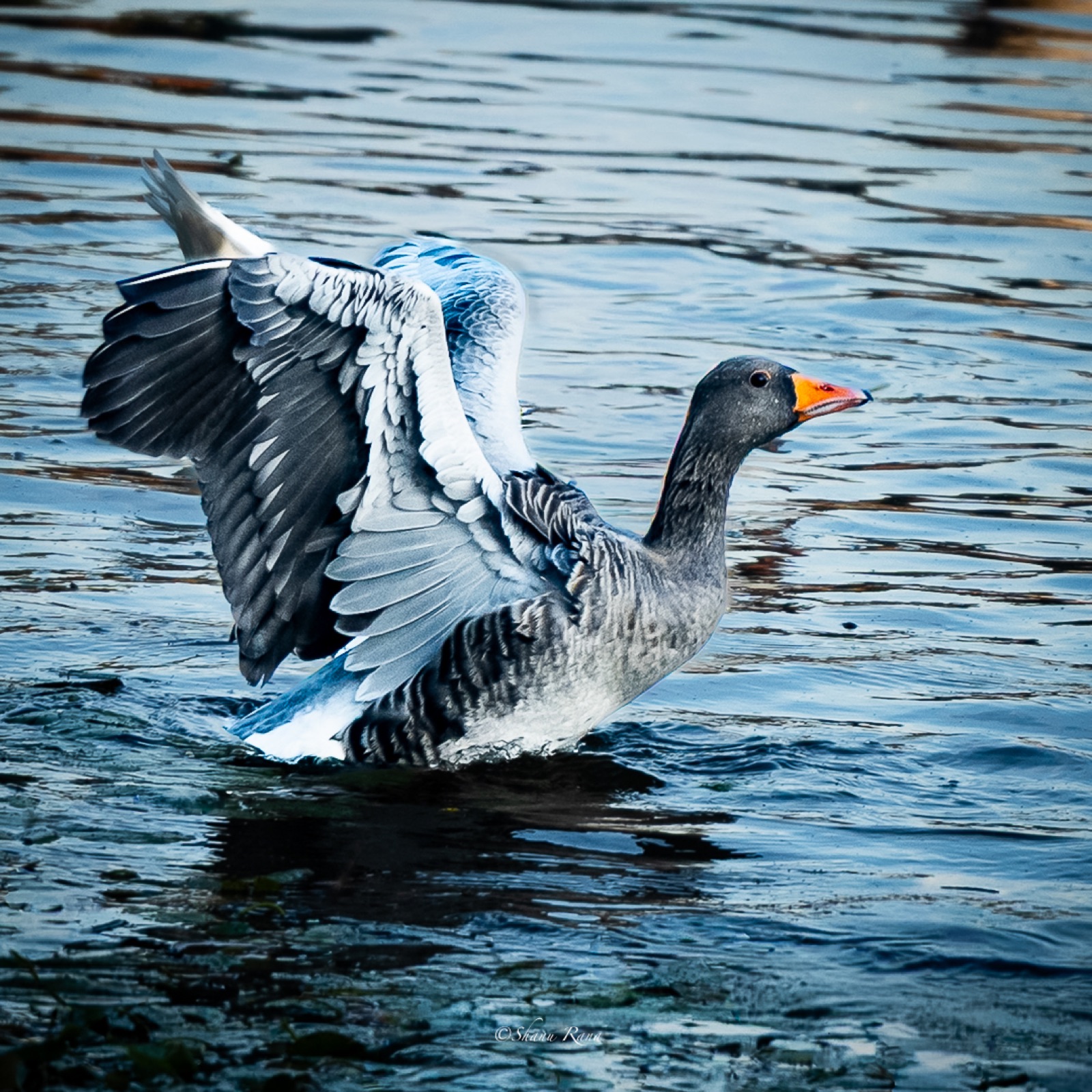 Greylag goose flapping its wings on the water