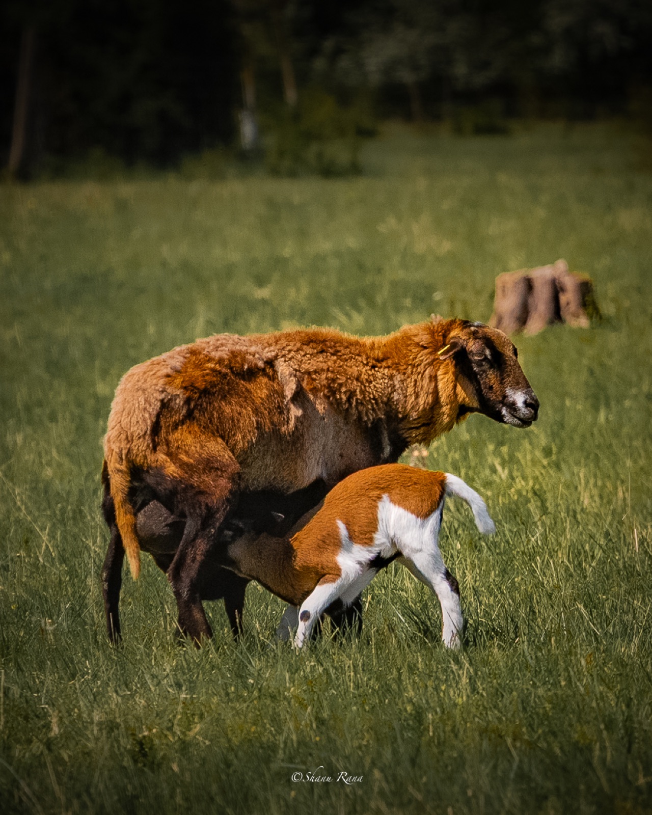 Lamb nursing from its mother in a green meadow