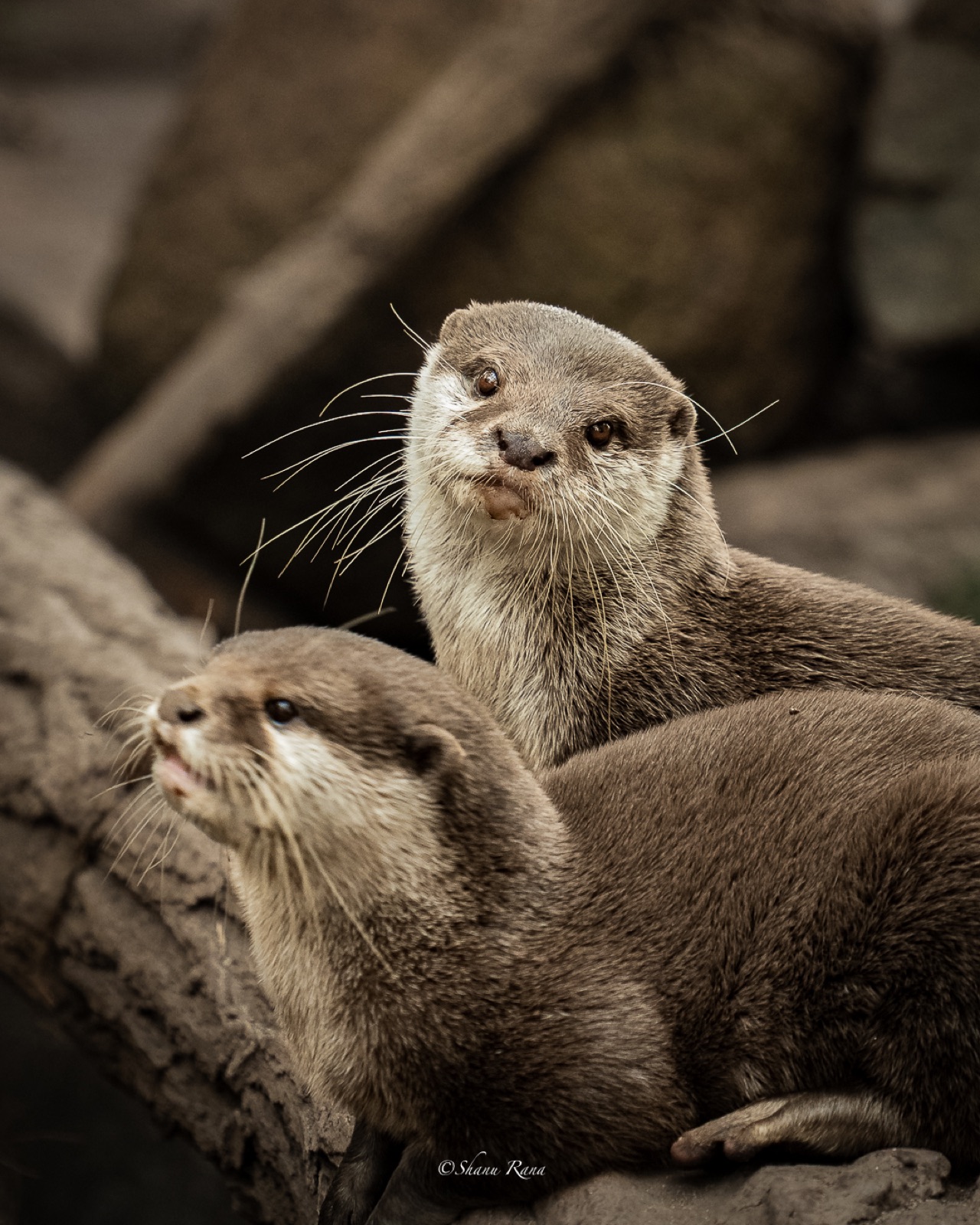 Two otters looking curiously at the camera