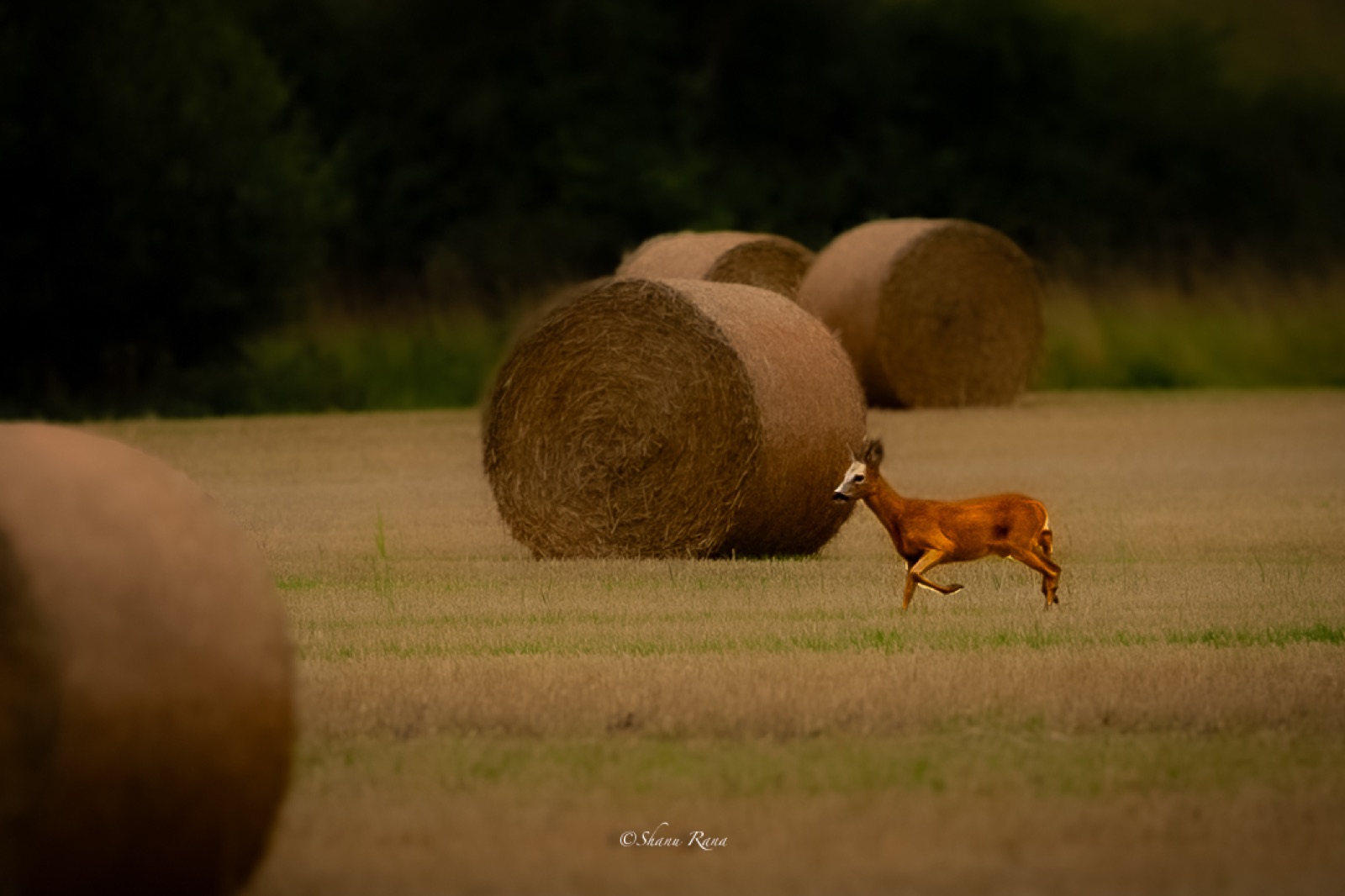 Roe deer running past round hay bales