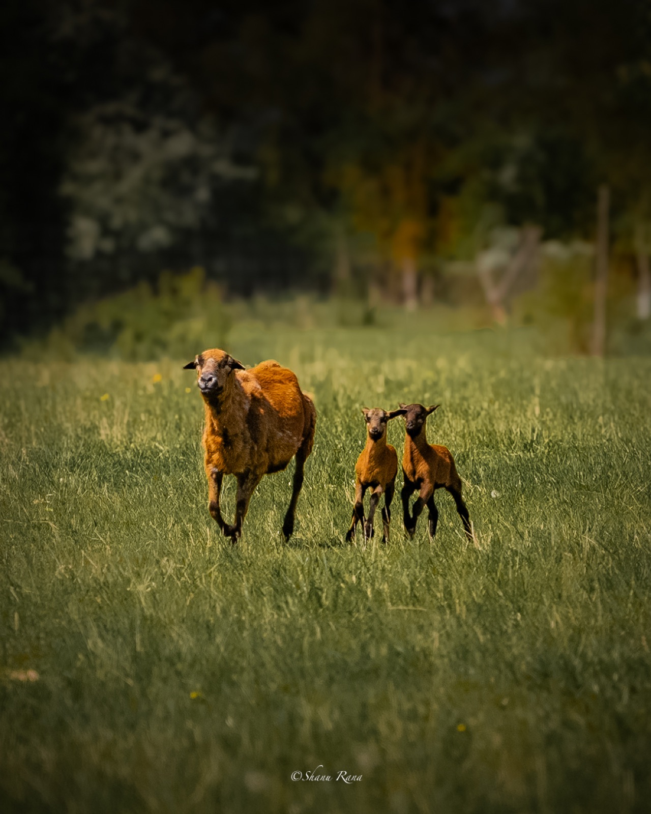 Brown sheep running through grass with two lambs