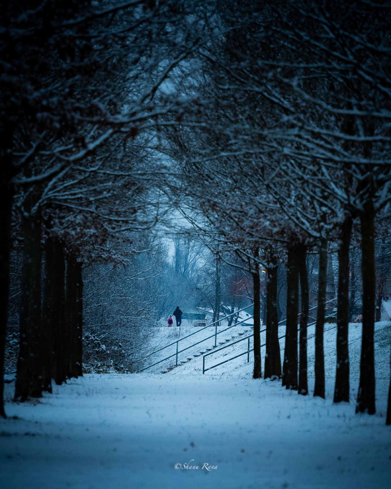 Snowy tree-lined avenue at blue hour