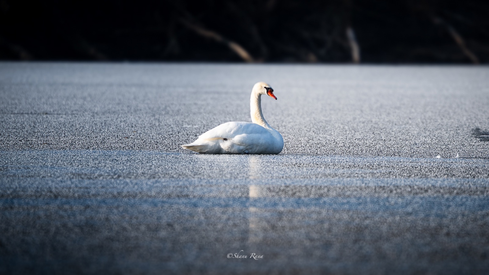 Swan resting on a frozen lake
