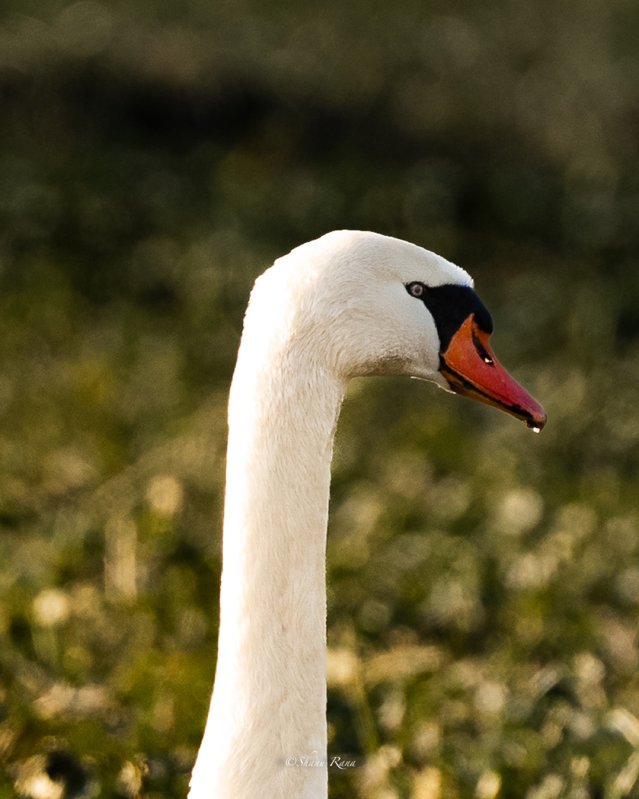 Close-up of a swan's head and neck in golden light