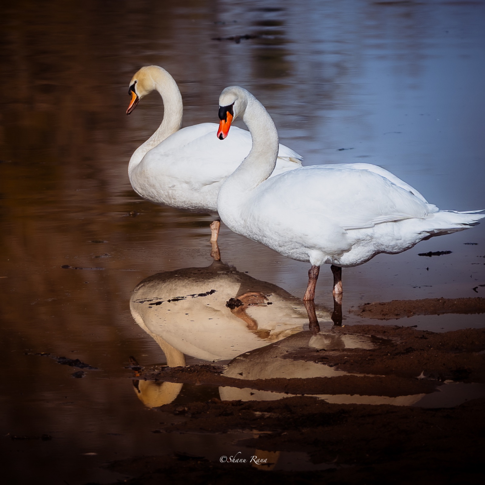 Two swans standing with reflections in shallow water