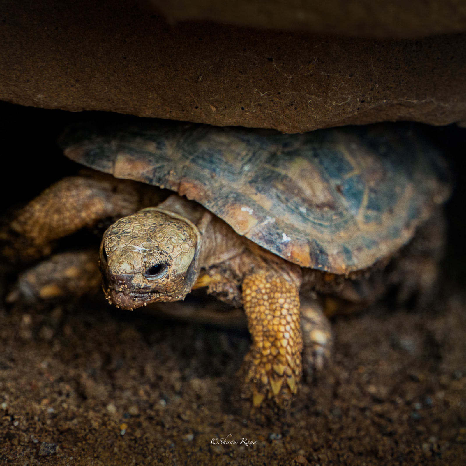 Close-up of a tortoise emerging from under a rock