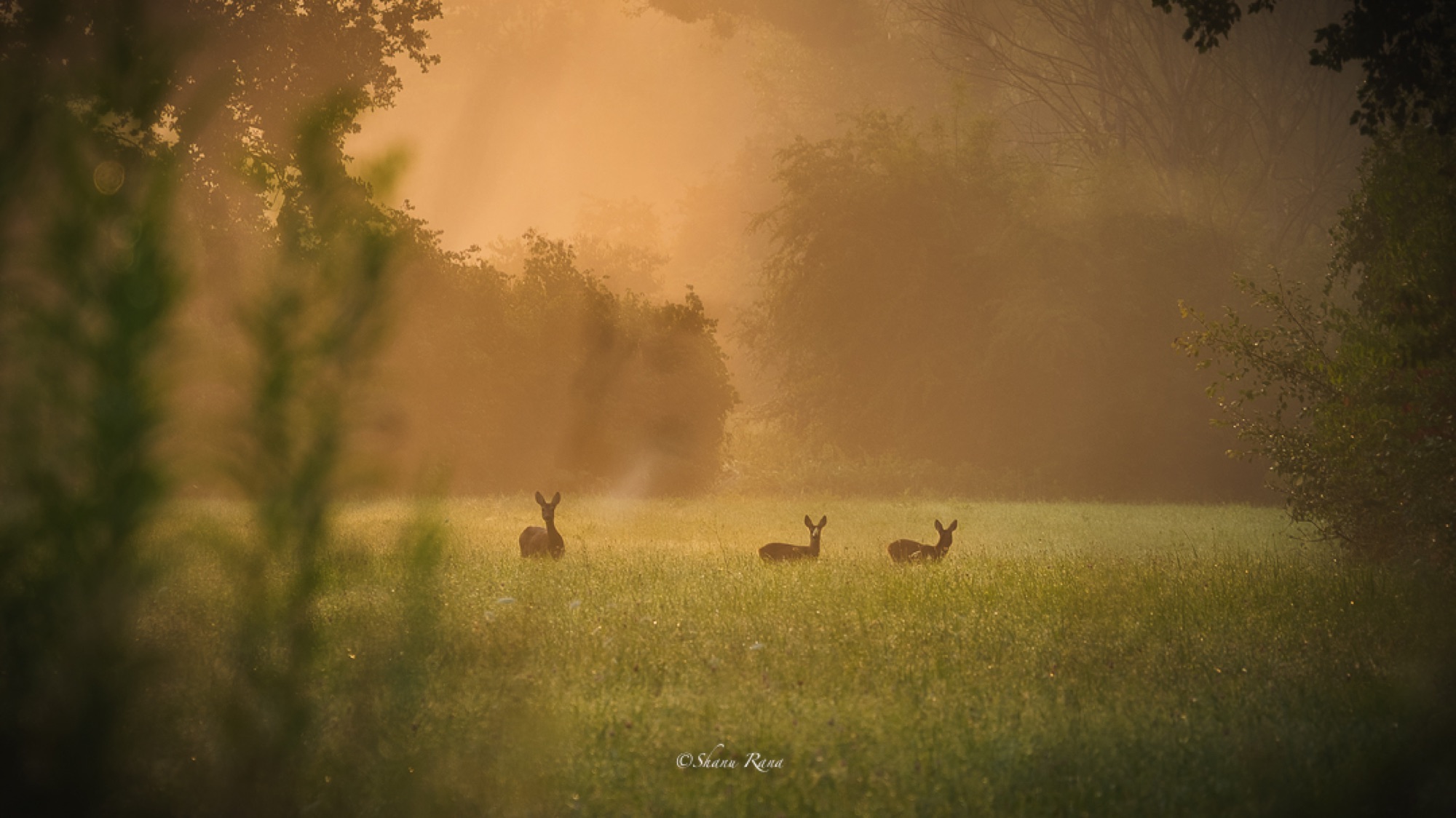 Roe deer in a misty golden meadow at sunrise